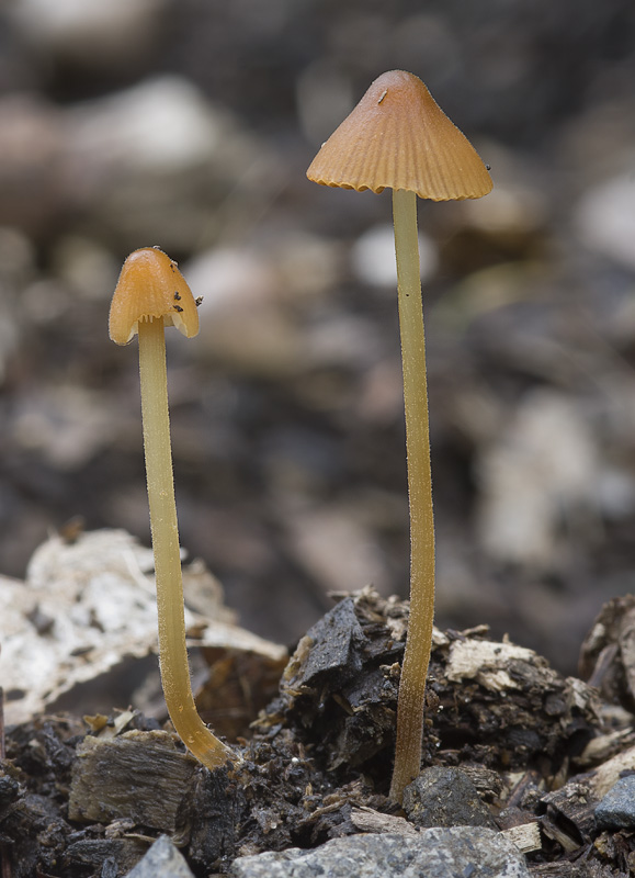 Conocybe macrospora